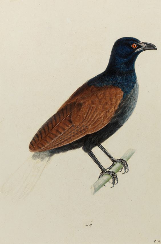 A Study of a Greater Coucal (Centropus sinensis) | MasterArt